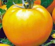 Сортовая характеристика томата апельсин