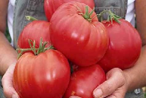 Сорт не требующий освещения — томат андреевский сюрприз: советы садоводов по выращиванию