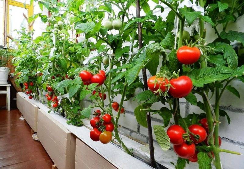 Вкусные помидоры дома - легко! какие сорта томатов можно вырастить на подоконнике и на балконе?