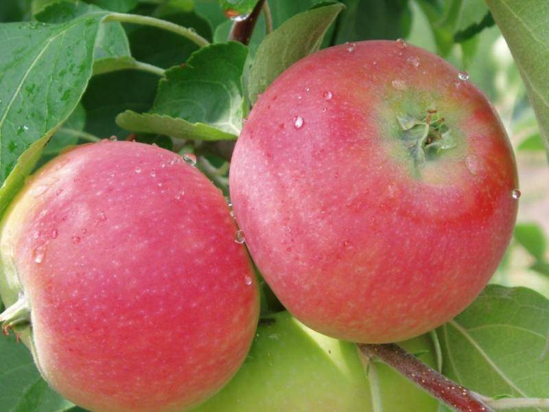 Описание сорта яблонь Женева, когда высаживать и особенности выращивания