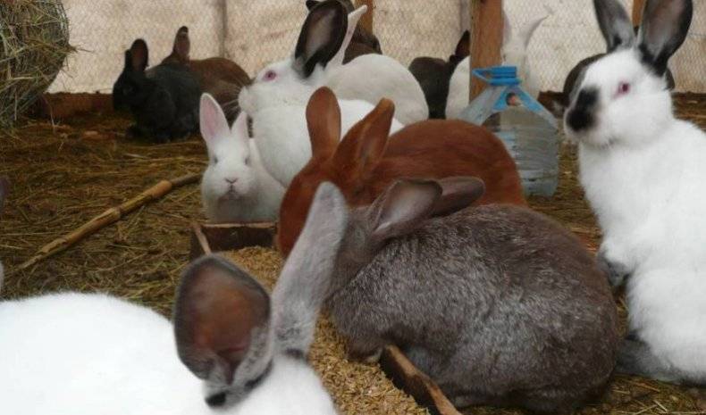 Можно ли кормить кроликов пшеницей? польза злака, правила кормления и количество в рационе питания