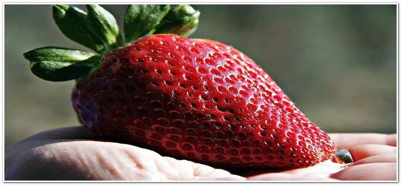 Как получить семена клубники из ягоды: 3 способа