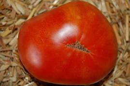 Сорт помидора «подсинское чудо»: фото, отзывы, описание, характеристика, урожайность