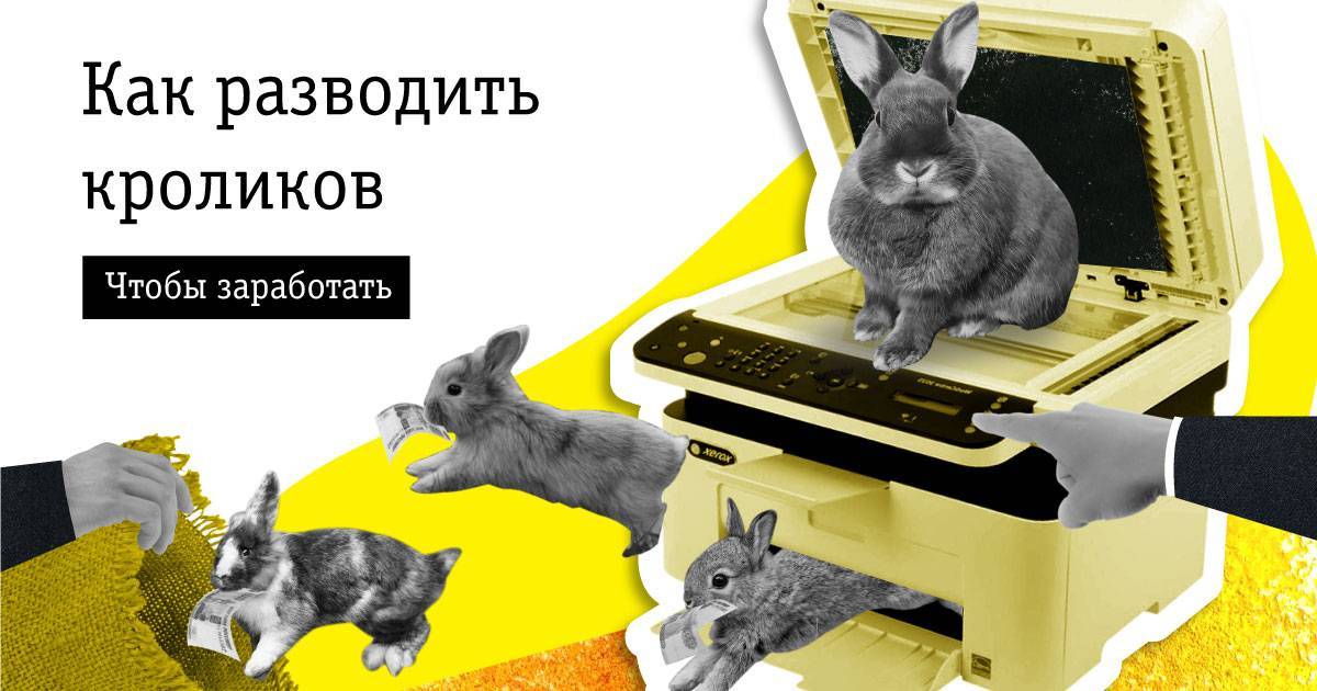 Разведение кроликов как бизнес