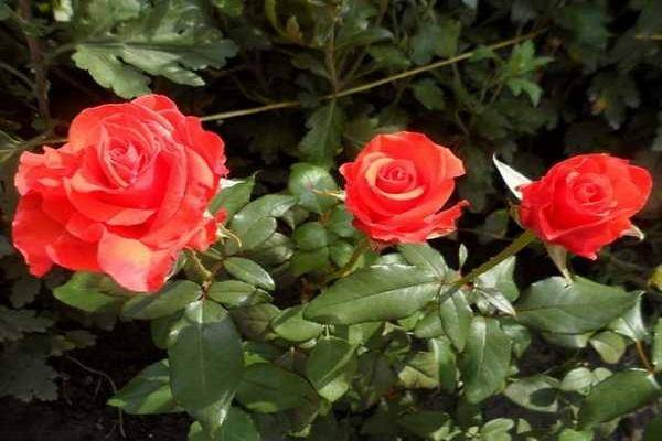 Садовая роза флорибунда, как ухаживать за королевой сада,особенности посадки и цветения, сорта с названиями и фото