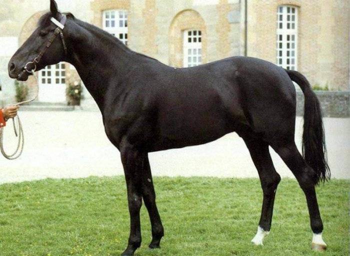 История и описание чистокровной верховой лошади