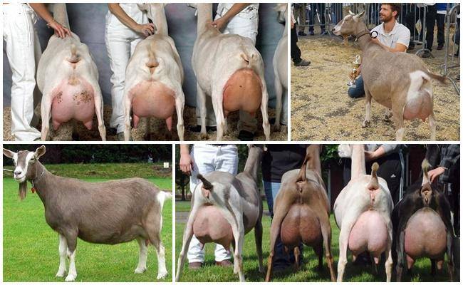 Причины появления мастита у коз, первые симптомы, методы лечения народными средствами