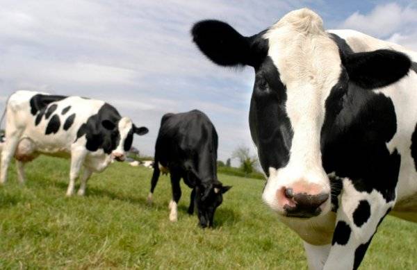 Описание и характеристика коров черно-пестрой породы, правила содержания