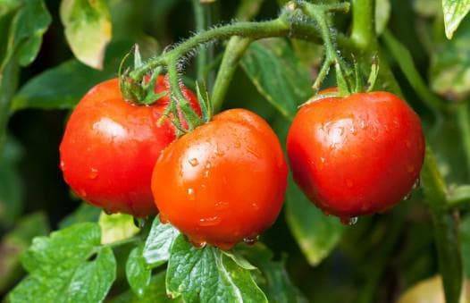 10 крупноплодных томатов для теплиц из поликарбоната и открытого грунта