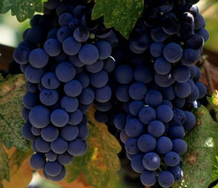 Опыт выращивания винограда в сибири