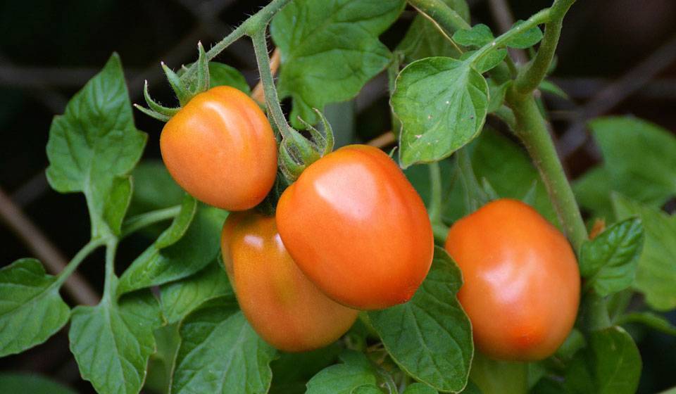 Томатов много не бывает: агротехника выращивания помидоров в теплице