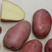 Сорт тулеевский: характеристика и описание картошки