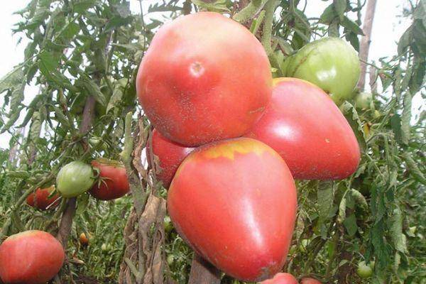 Раннеспелый сорт томата фатима — характеристика и отзывы