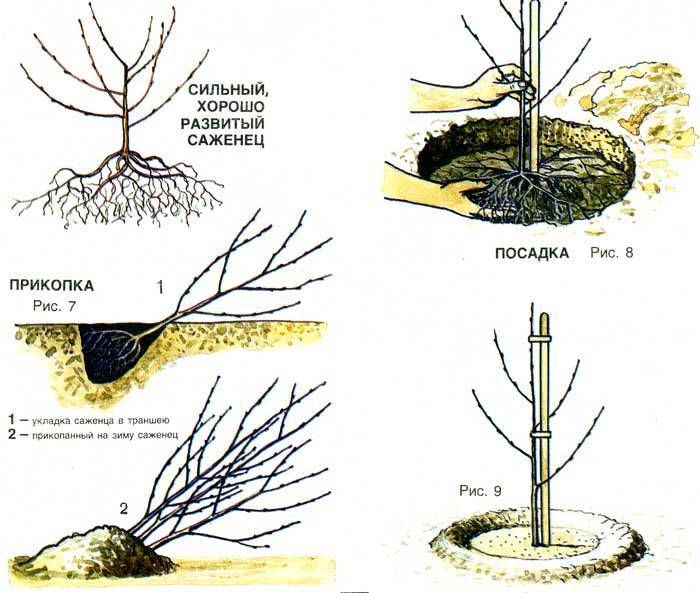 Как посадить вишню саженцами летом, весной или осенью правильно