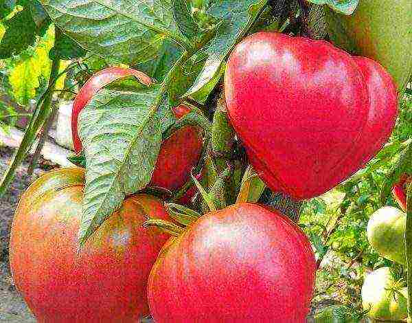 Описание томата бычье сердце: урожайность, назначение использования