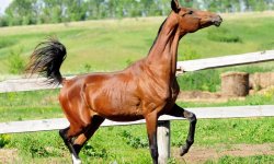 Список и описания 40 самых лучших пород лошадей, характеристики и названия