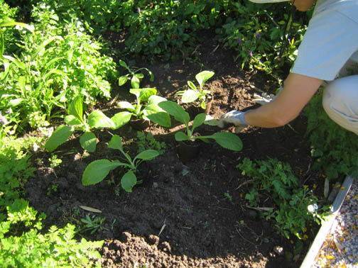 Наперстянка: как посадить и вырастить лечебное растение в открытом грунте