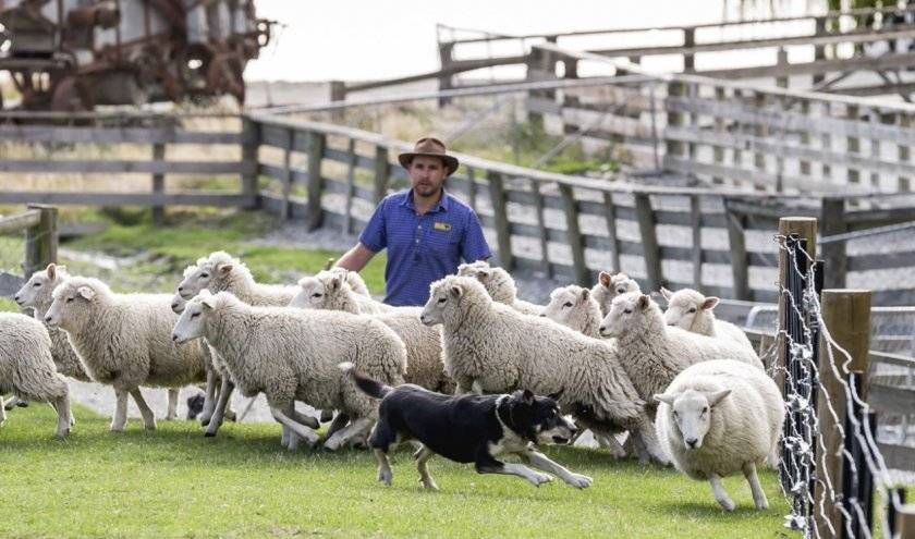 Меринос – самая распространенная порода овец в австралии