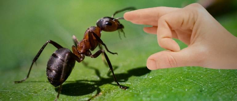 Что делать с муравьями на грядках огурцов в теплице