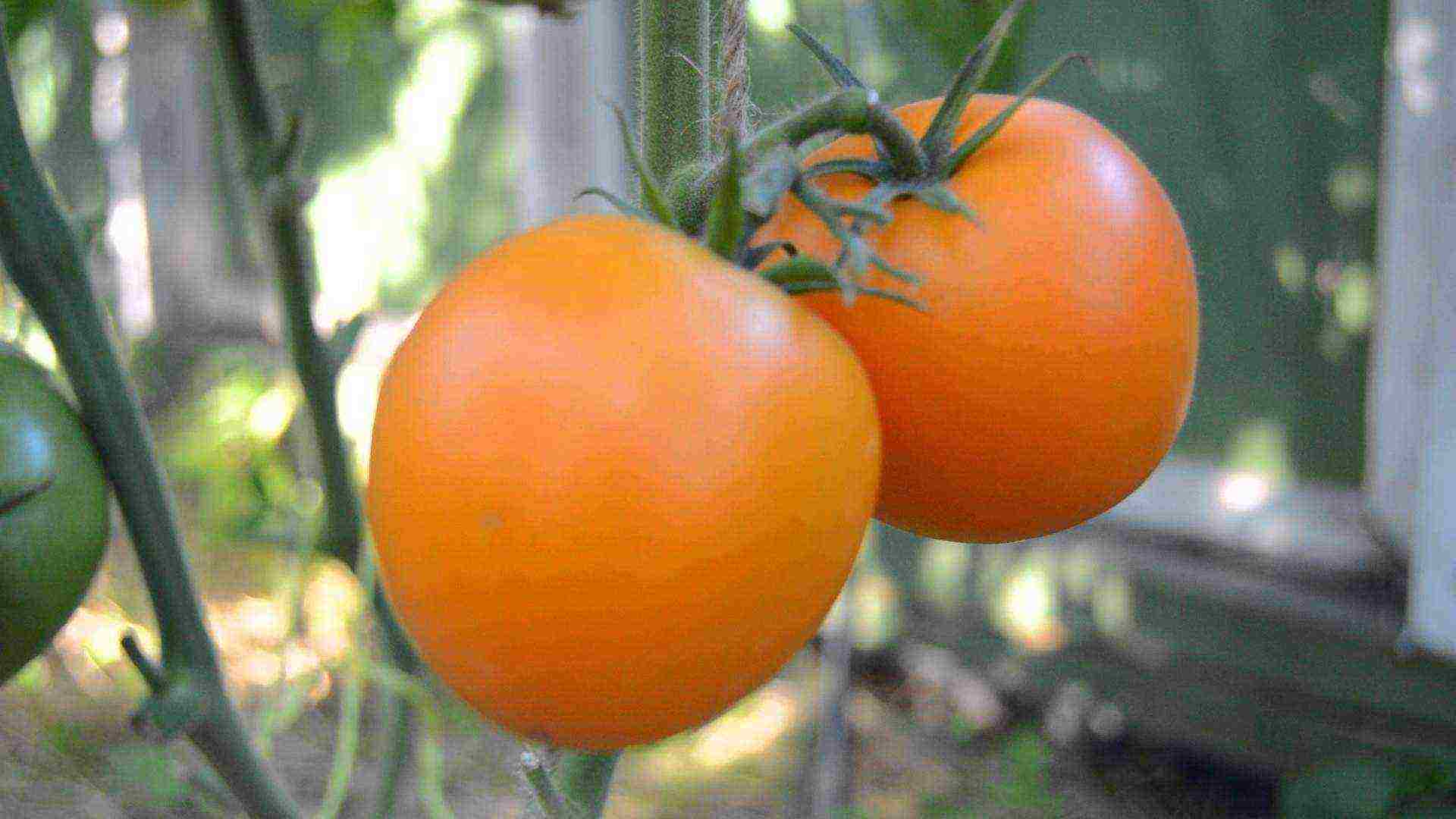 Томат славянин: характеристика и описание сорта, урожайность с фото