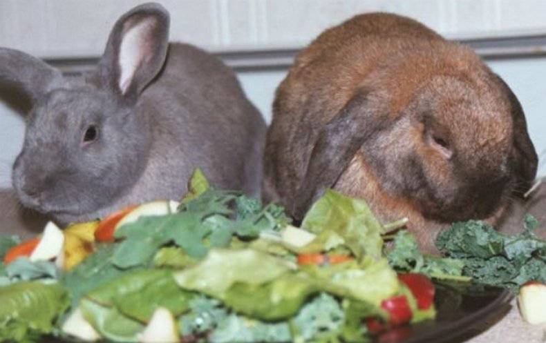 Можно ли давать кроликам листья и плоды кабачков, в каком количестве
