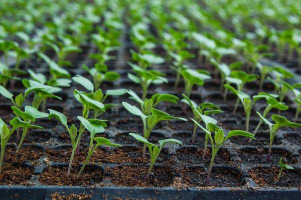 Внесение удобрений при выращивании цветной капусты: чем подкормить овощ, также после высадки в открытый грунт?