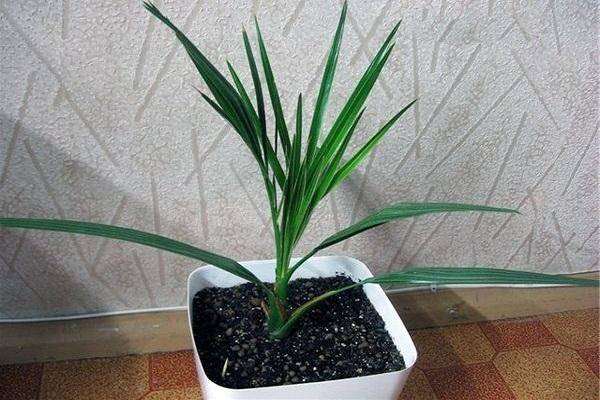 Выращивание и уход за финиковой пальмой в домашних условиях