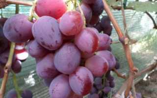 Виноград настя: описание и характеристики сорта, плюсы и минусы, выращивание