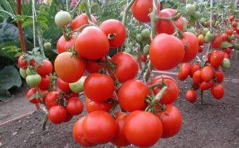 Чем оксихом поможет помидорам, как применять