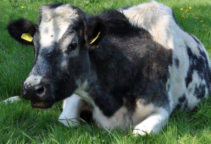 Описание распространённых болезней коров