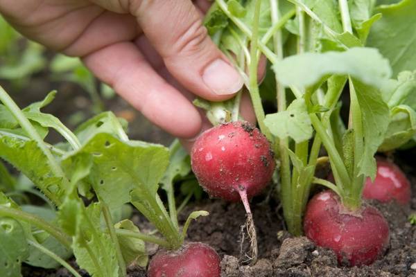 Здоровье редиса: как обезопасить первый весенний урожай от болезней и вредителей