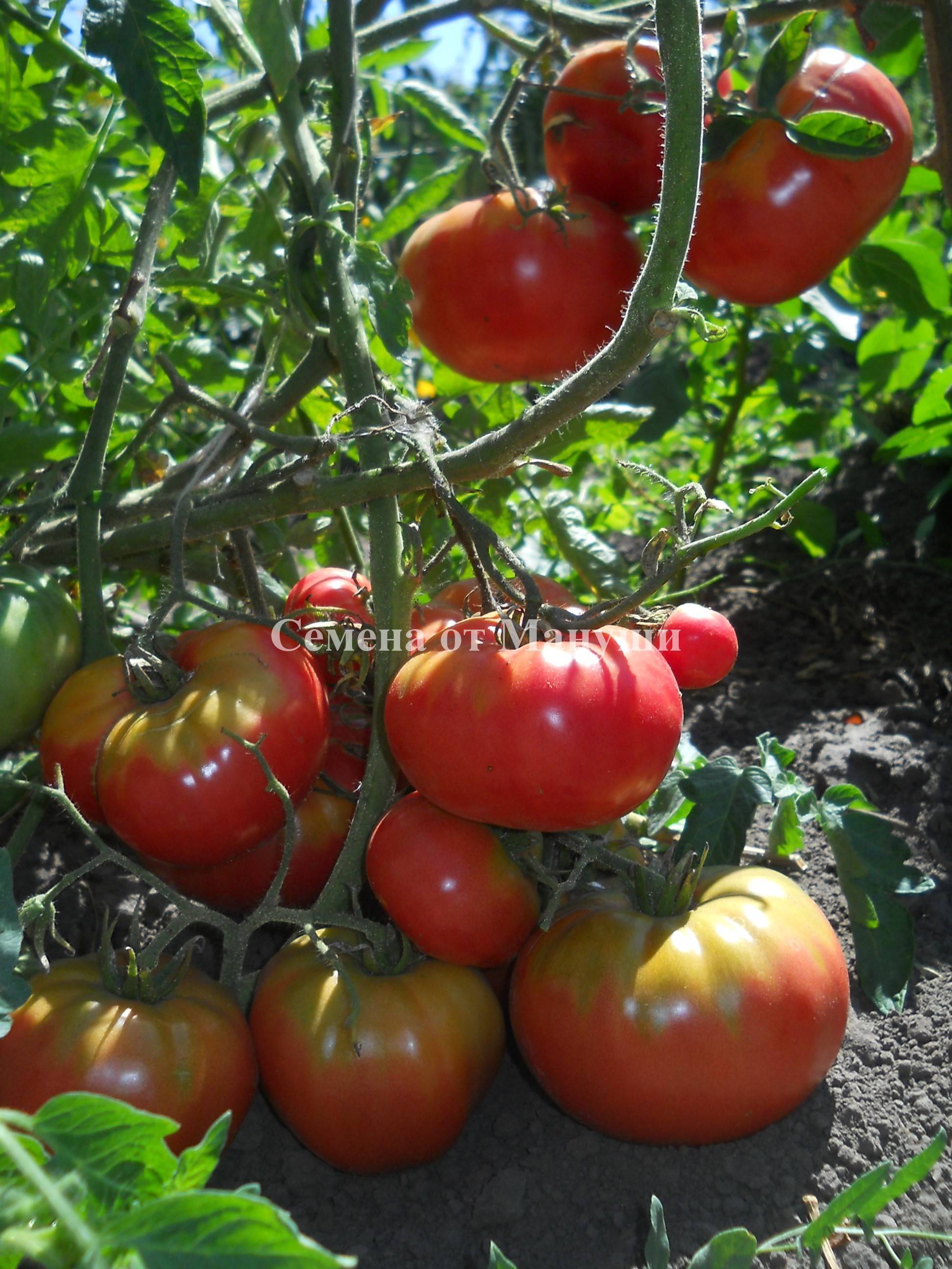 Характеристика томата андреевский сюрприз и советы по выращивание сорта