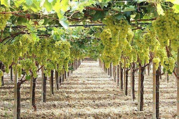 Виноград ландыш: популярный столовый сорт. особенности выращивания, уход и обрезка
