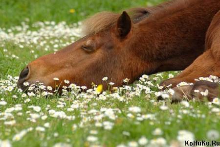 Клички для лошади: как назвать лошадь красиво и оригинально