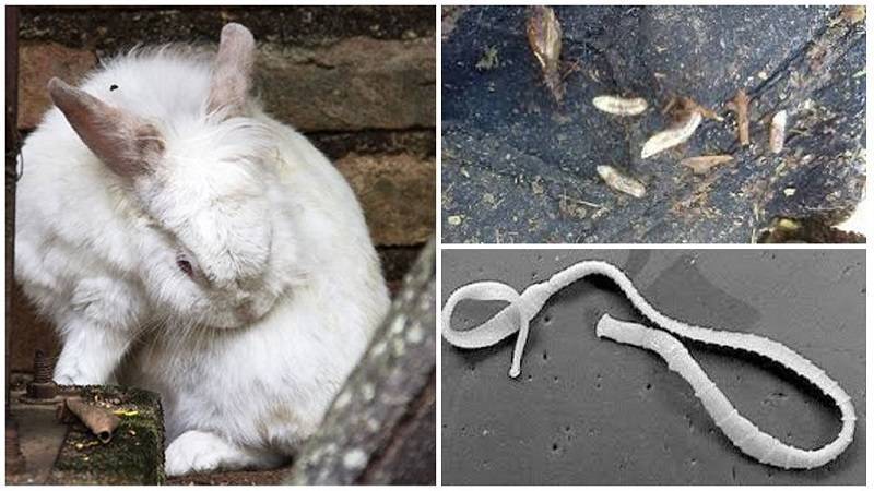 Лечение кокцидиоза у кроликов