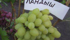 Виноград «ливия»: описание и правильная технология выращивания