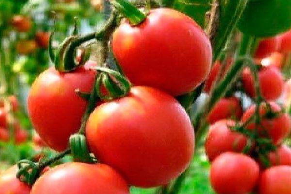 Описание сорта томата Король медовый, семена и выращивание