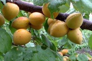 Описание сорта абрикосов сардоникс, характеристики плодоношения и особенности выращивания