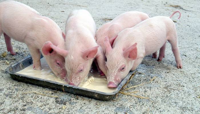 Разновидности корыт для свиней, пошаговый процесс изготовления своими руками