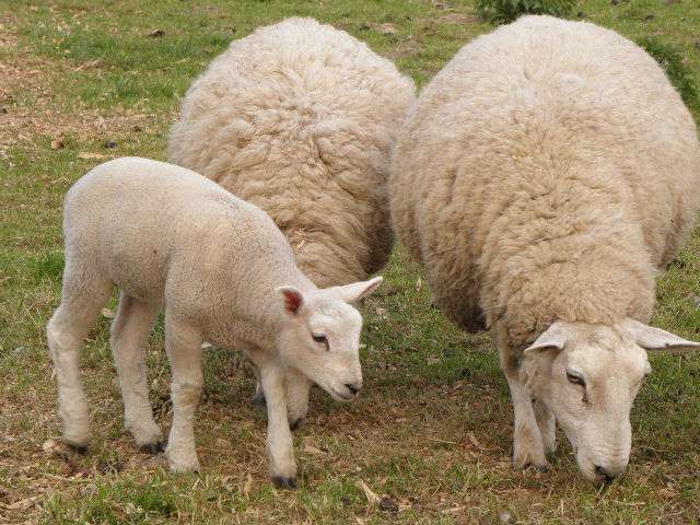 Тонкорунные овцы: отличительные особенности, список популярных пород, правила разведения