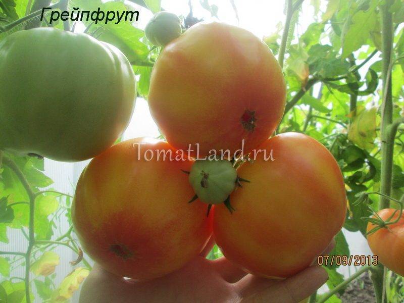 Сорт томата «грейпфрут»: описание, характеристика, посев на рассаду, подкормка, урожайность, фото, видео и самые распространенные болезни томатов