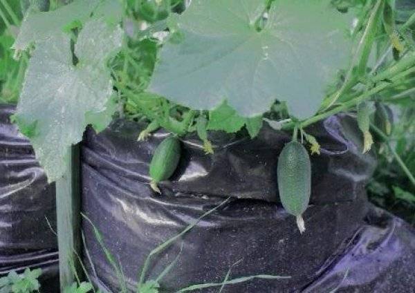 Как сажать и выращивать огурцы в мешках пошагово