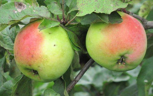 Устойчив к поражению паршой и не боится холода сорт яблони горнист