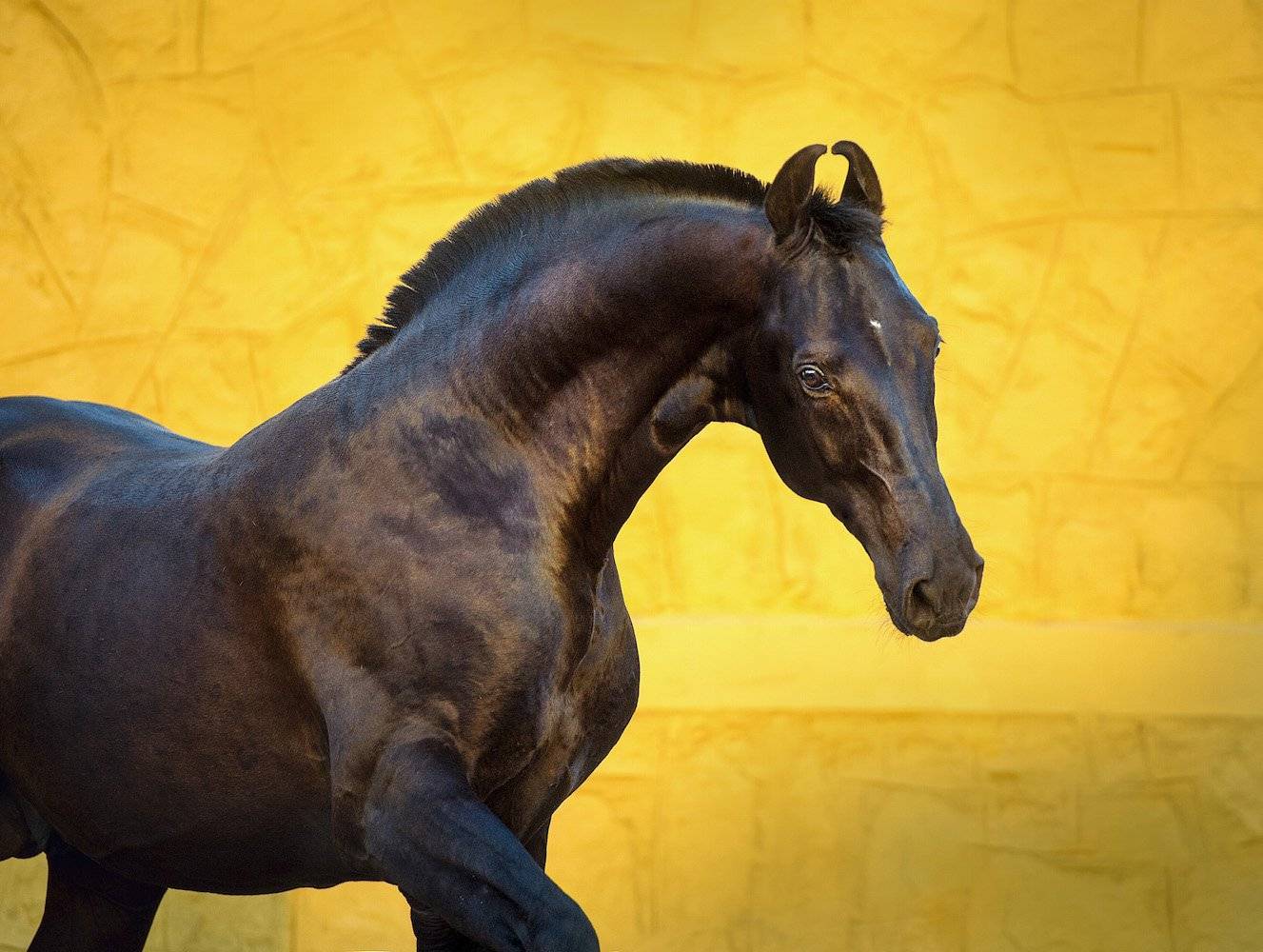 Русская верховая порода лошадей: история происхождения, особенности содержания