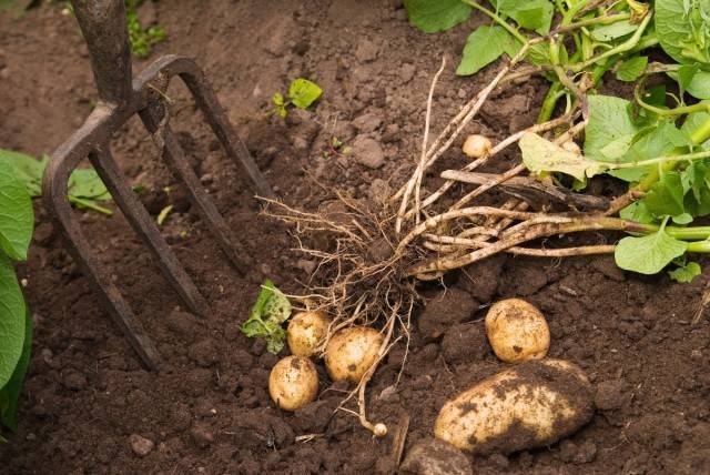 Растут ли клубни картошки после высыхания ботвы