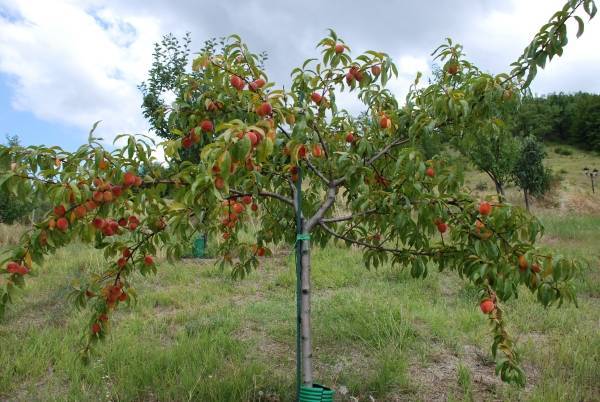 Как обрезать плодовые деревья летом – 5 простых и эффективных приемов