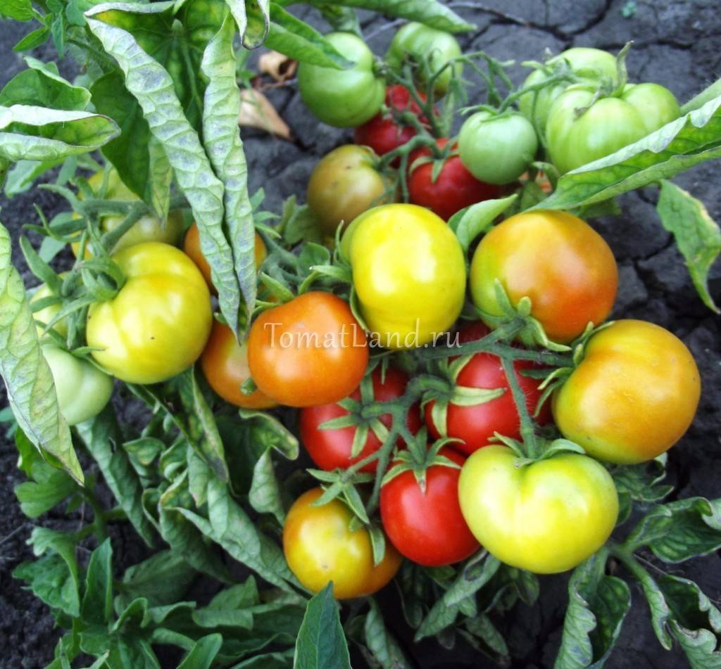 Сорт помидора «бони мм»: фото, отзывы, описание, характеристика, урожайность
