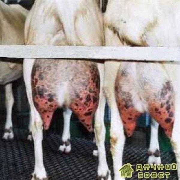 Особенности лечения мастита у коров