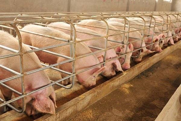 «можно ли кормить свиней пищевыми отходами, т. е. помоями? «