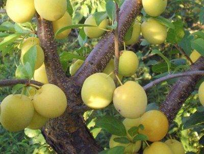 Описание сорта абрикосов кичигинский, выращивание, посадка и уход